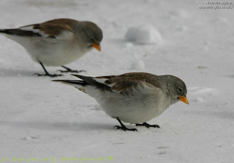 White-winged Snowfinch