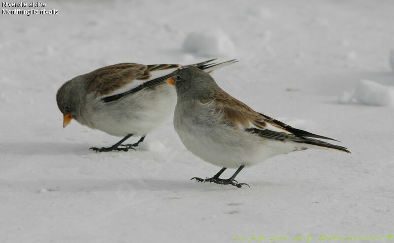 White-winged Snowfinch