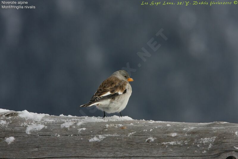 Niverolle alpine