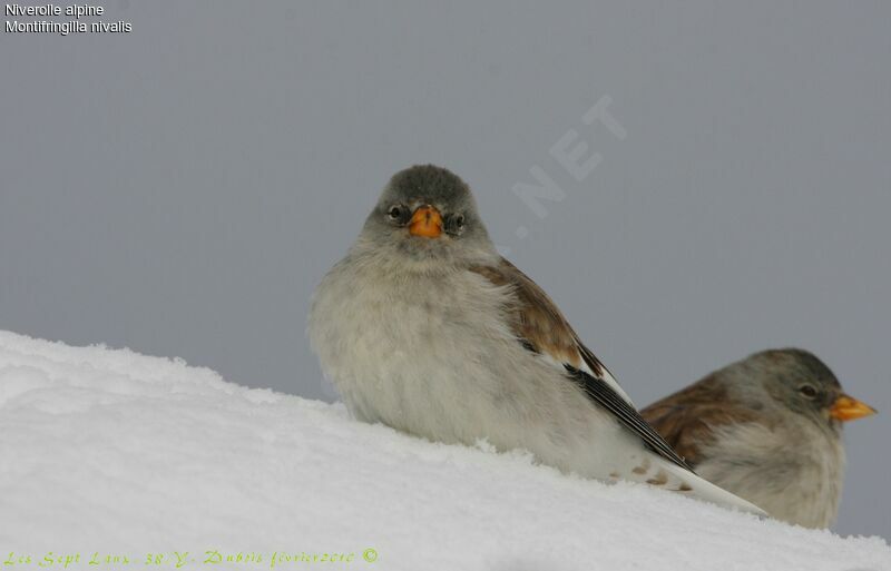 White-winged Snowfinch