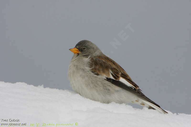 White-winged Snowfinchadult post breeding, pigmentation