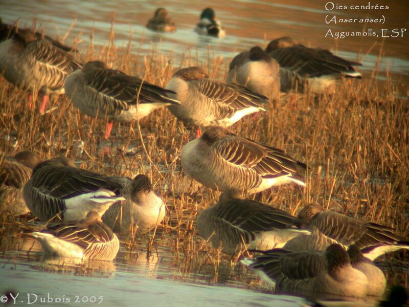 Greylag Goose