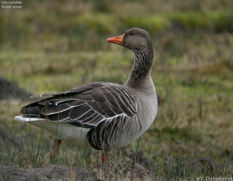 Greylag Goose