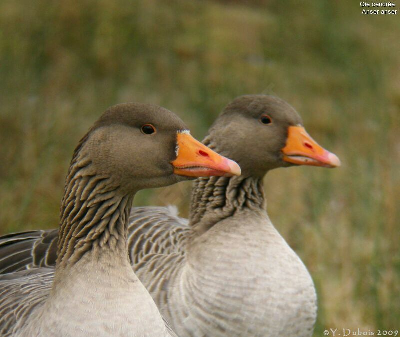 Greylag Goose