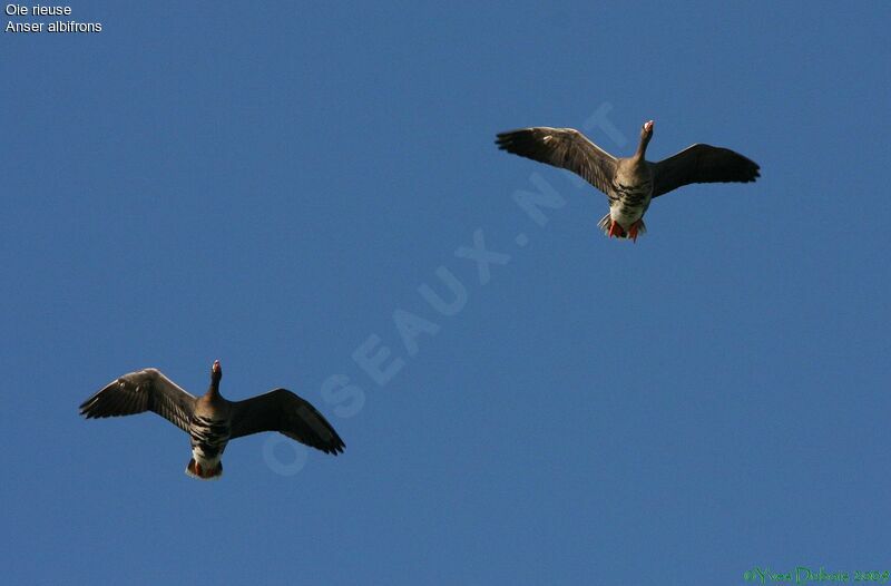 Greater White-fronted Goose