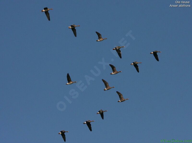 Greater White-fronted Goose