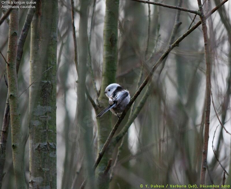 Long-tailed Tit