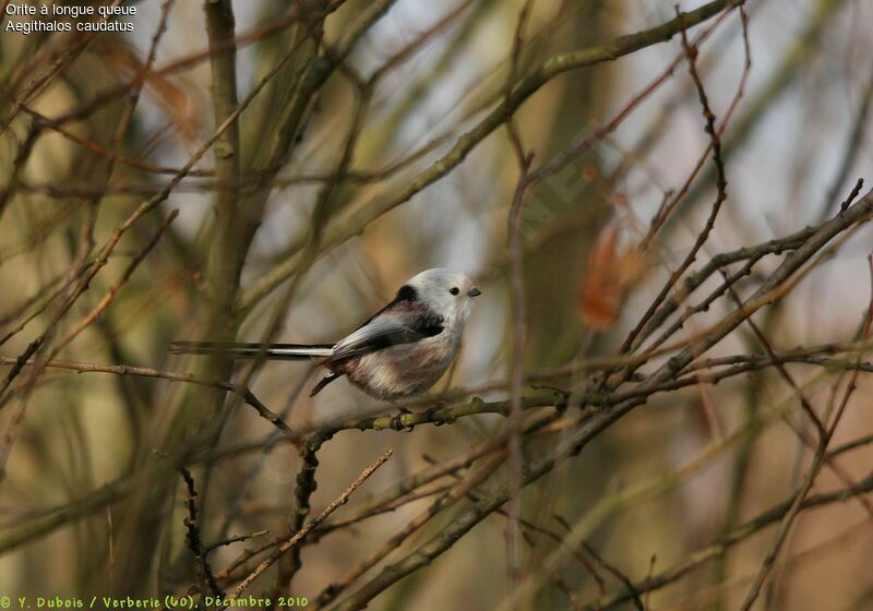 Long-tailed Tit