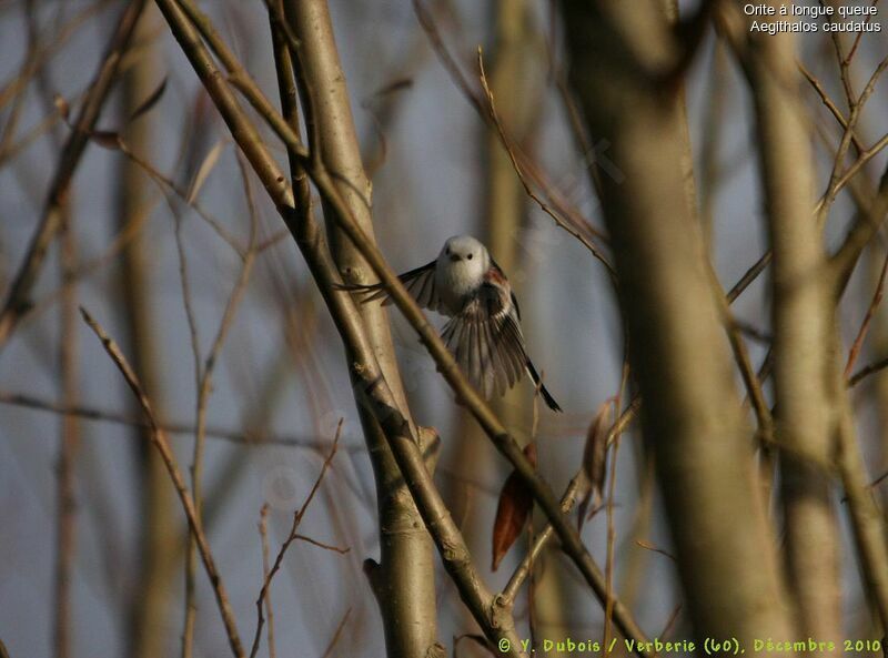 Long-tailed Tit