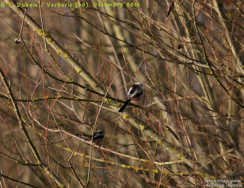 Long-tailed Tit