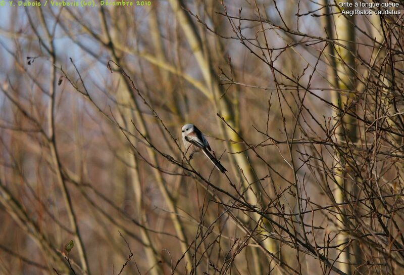 Long-tailed Tit