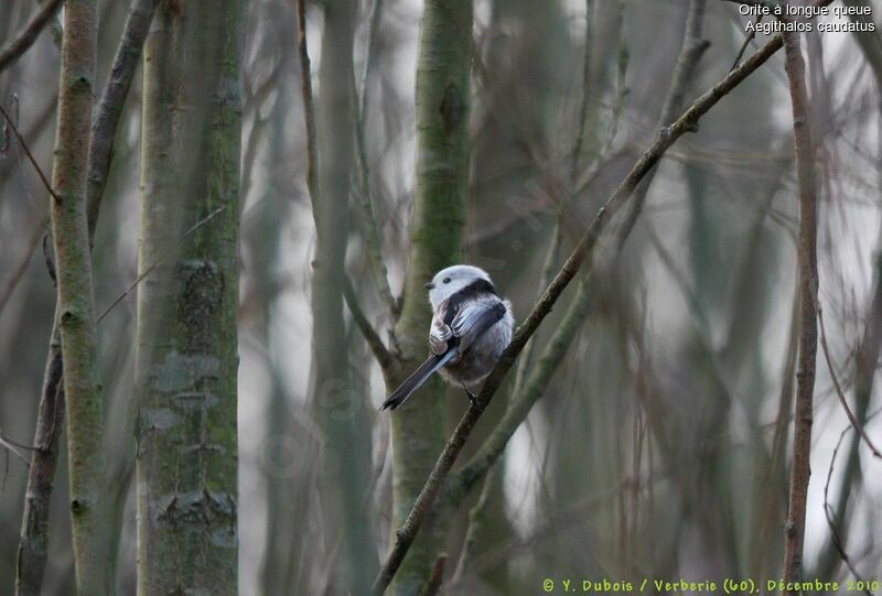 Long-tailed Tit