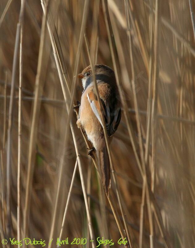 Bearded Reedling