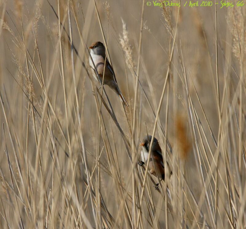 Bearded Reedling