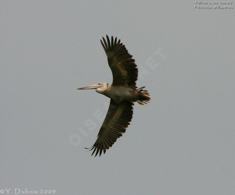 Spot-billed Pelican