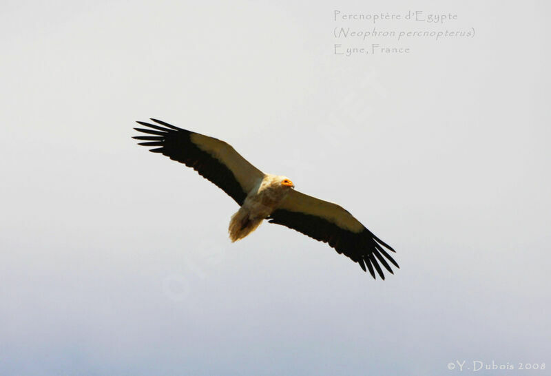 Egyptian Vulture