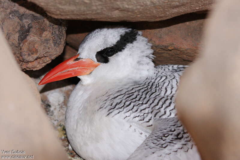 Red-billed Tropicbirdadult breeding, close-up portrait