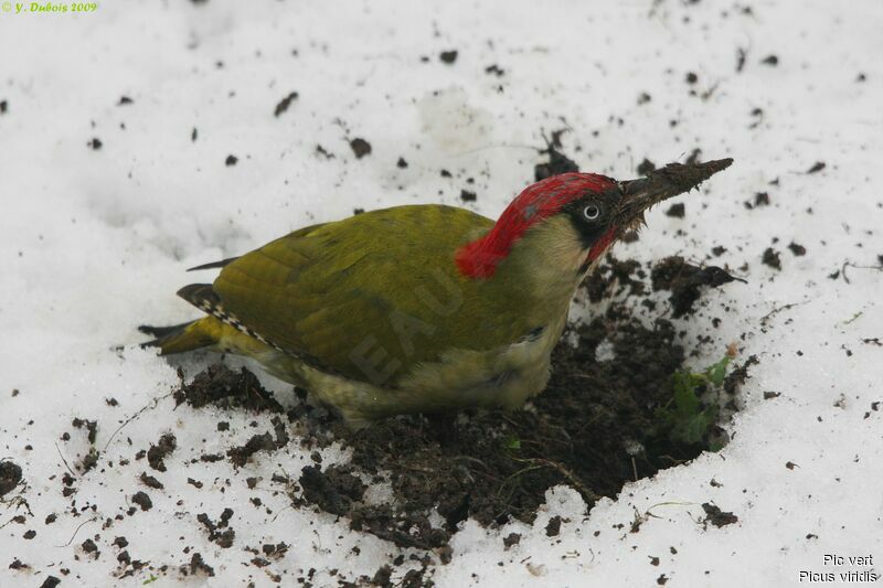 European Green Woodpecker