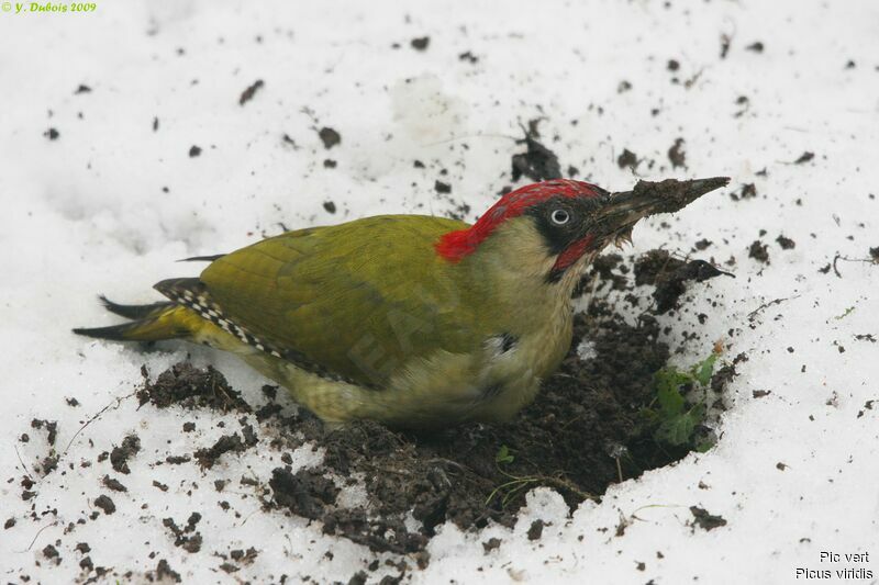 European Green Woodpecker