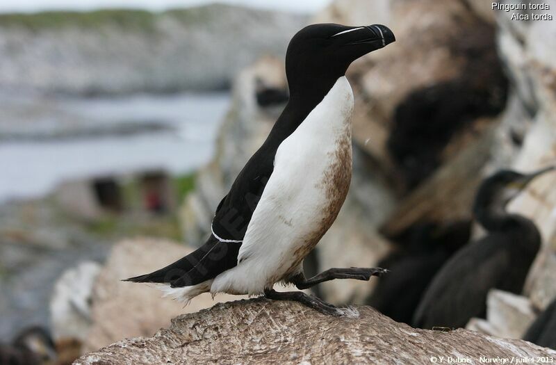 Razorbill