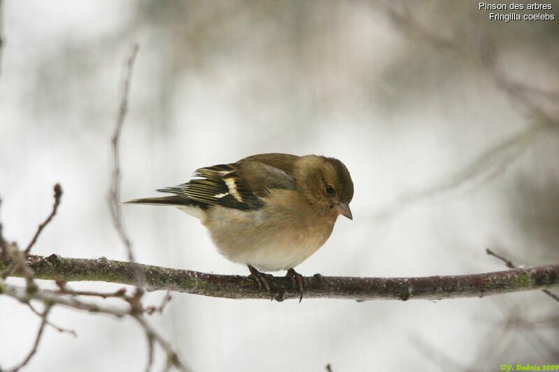 Eurasian Chaffinch