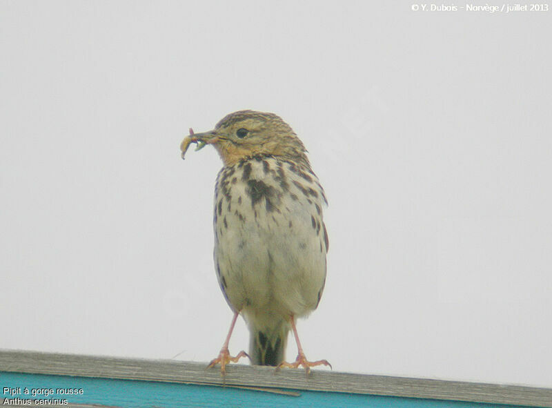 Red-throated Pipit