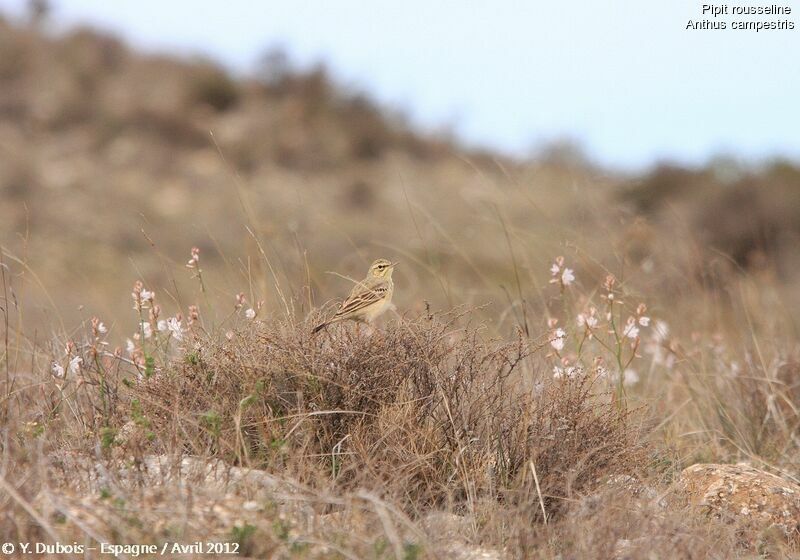 Pipit rousseline