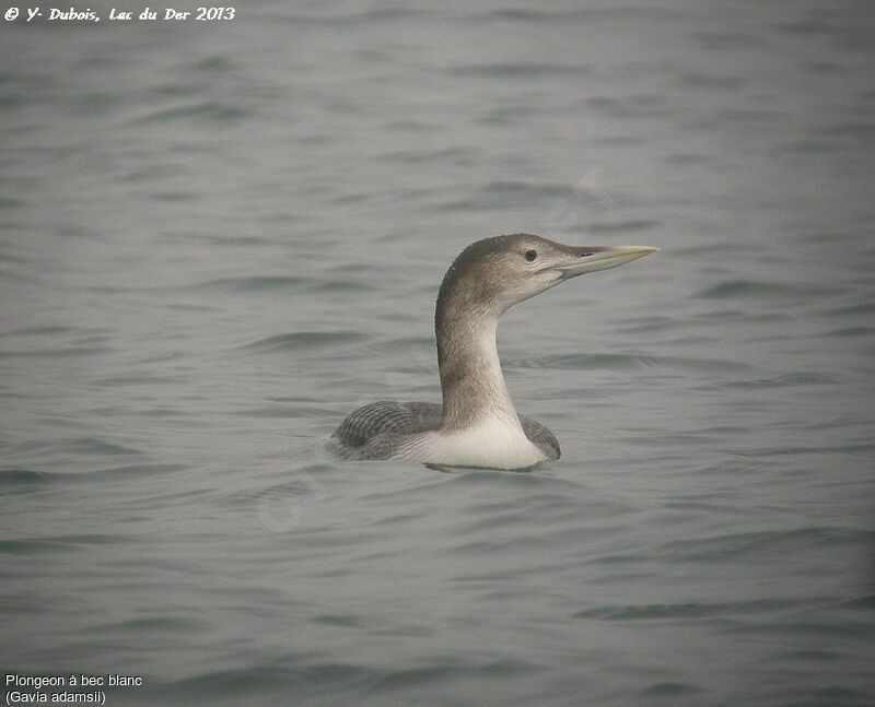 Yellow-billed Loon