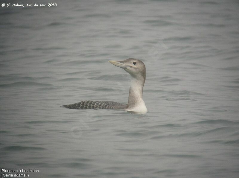 Yellow-billed Loon