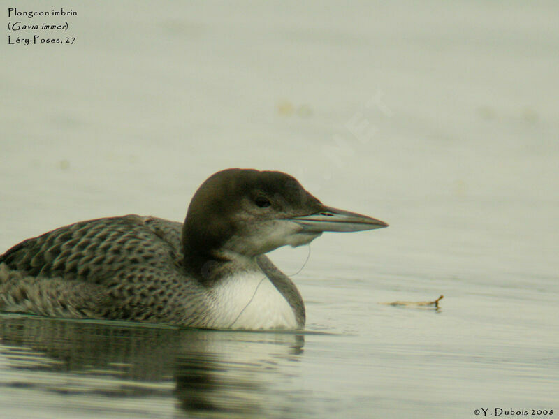 Common Loon