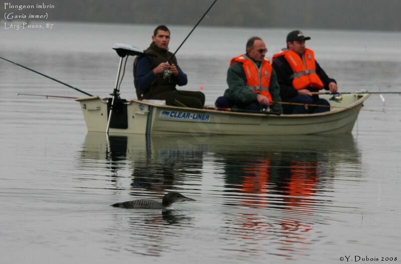 Common Loon