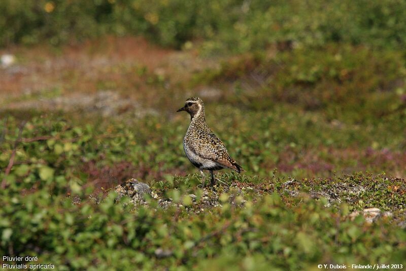 European Golden Plover