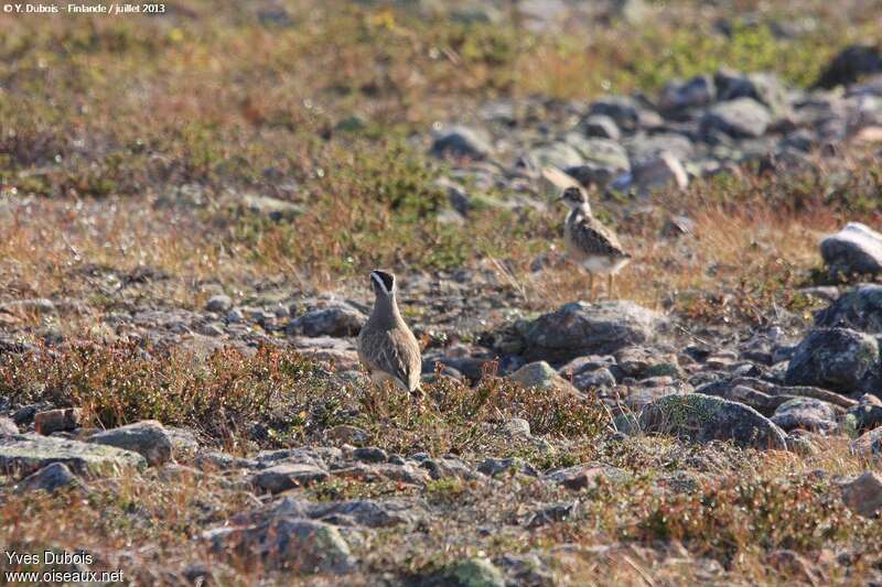 Eurasian Dotterel, Reproduction-nesting