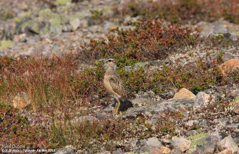 Pluvier guignardjuvénile, identification