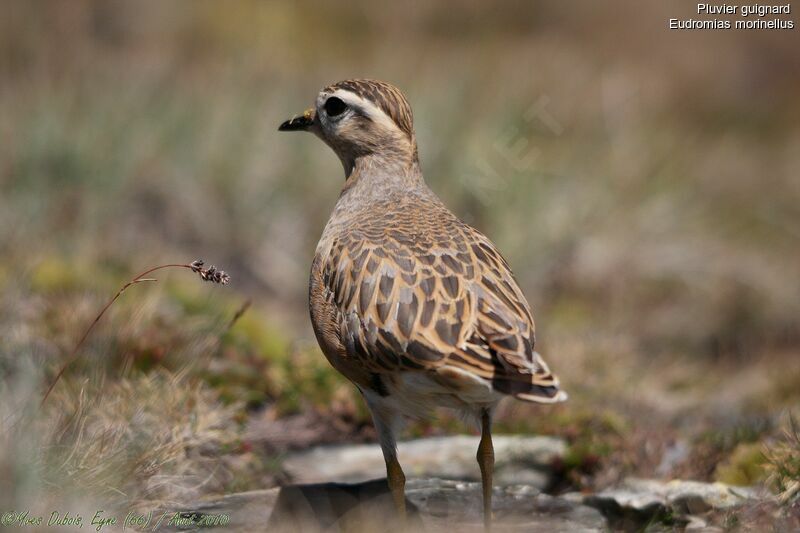 Eurasian Dotterel