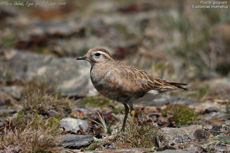 Eurasian Dotterel