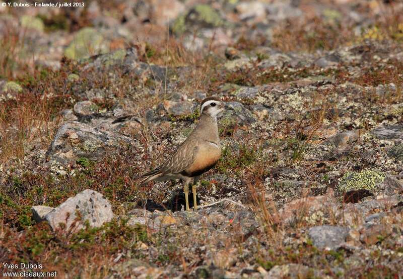 Pluvier guignardadulte, habitat, camouflage