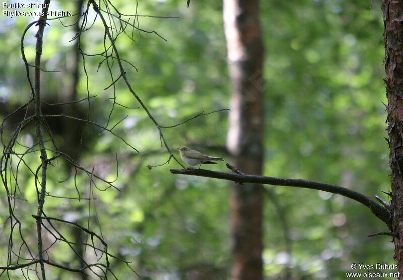 Wood Warbler