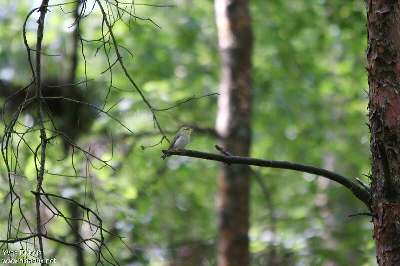 Wood Warbleradult, habitat