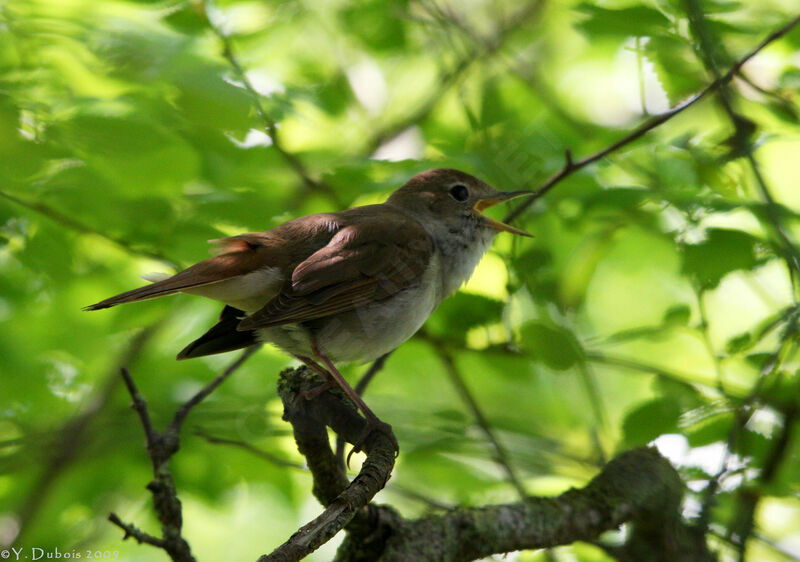 Common Nightingale