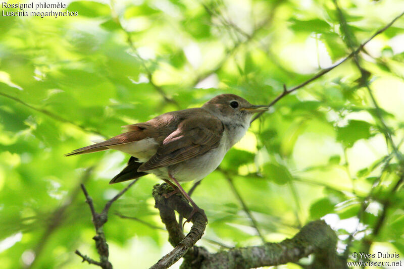 Common Nightingale