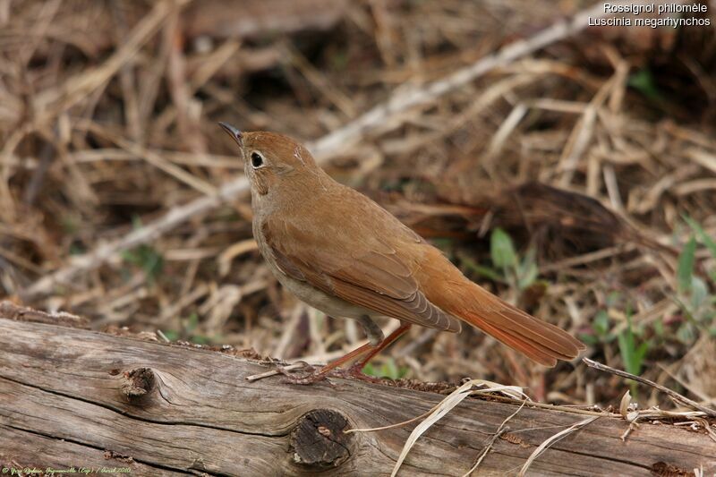 Common Nightingale