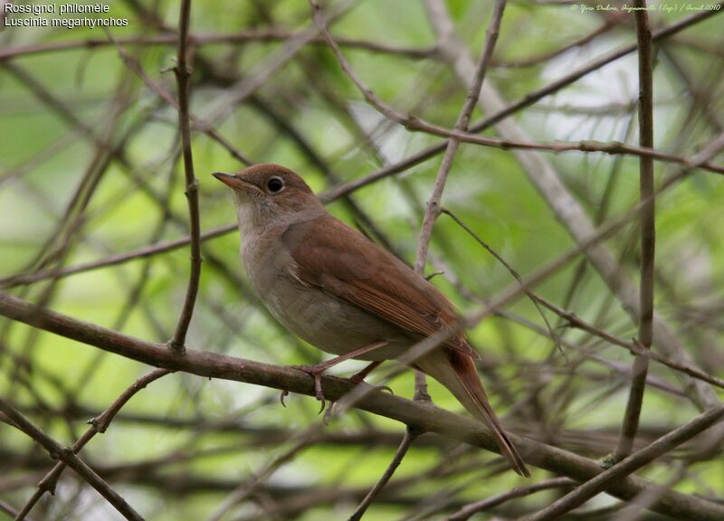 Common Nightingale