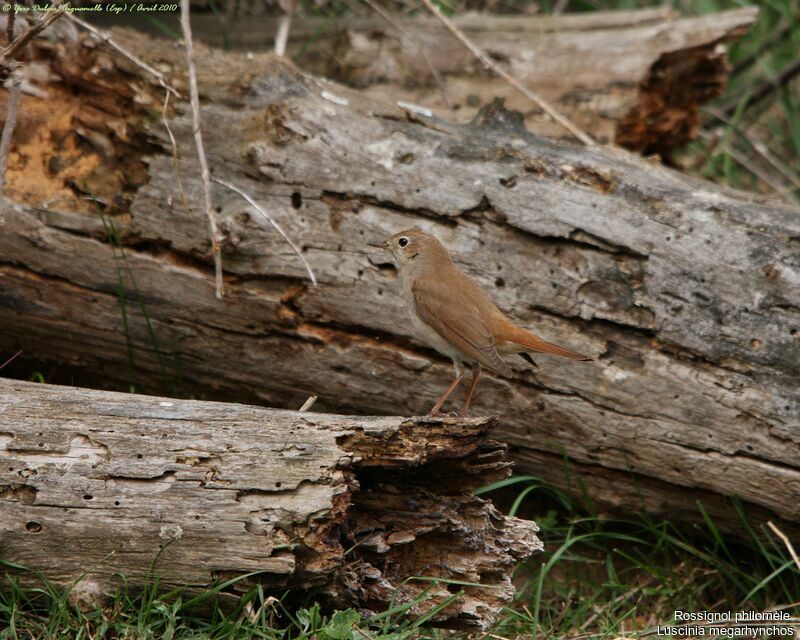 Common Nightingale