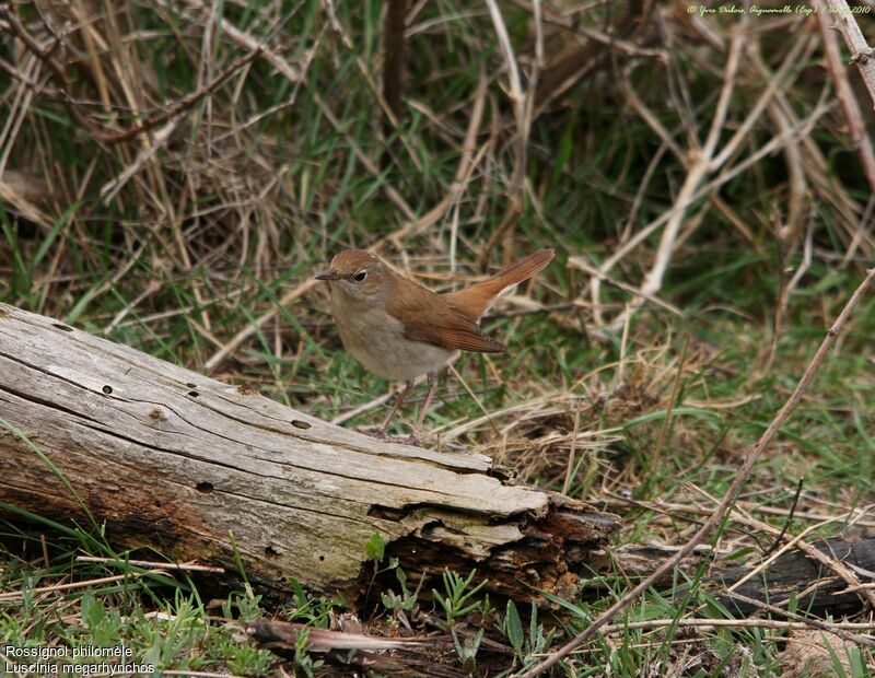 Common Nightingale