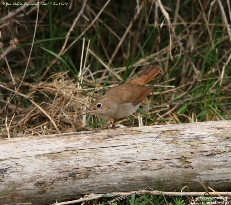 Common Nightingale