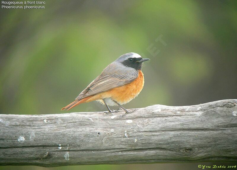 Common Redstart