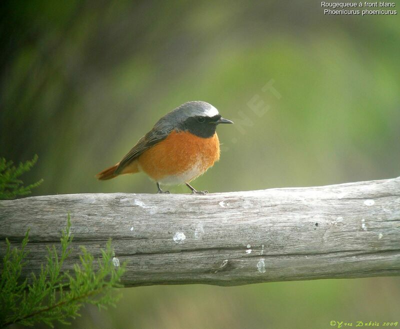 Common Redstart