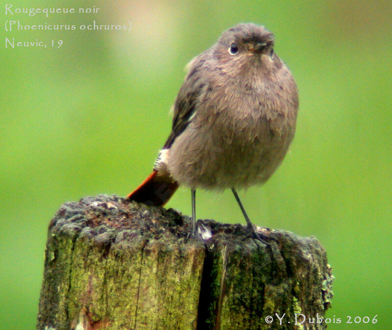 Black Redstart