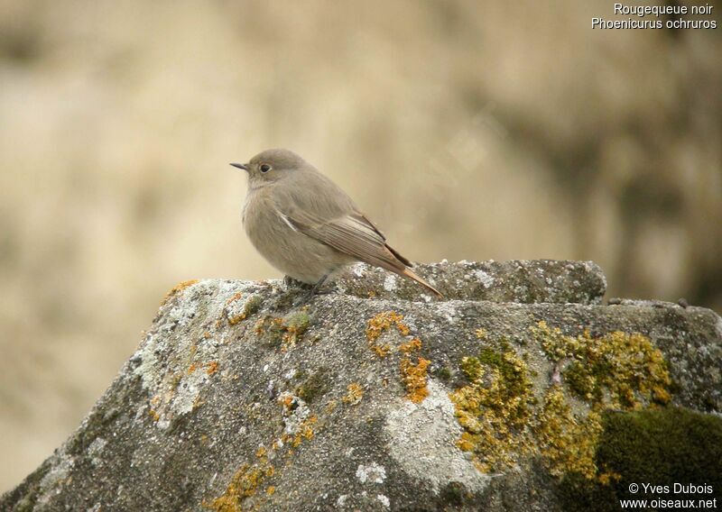 Black Redstart